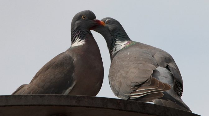 Be Like Two Turtle Doves Spread the Love Blog Procurious